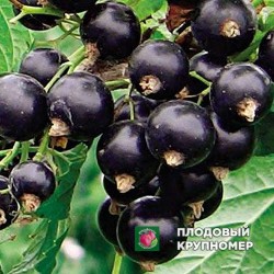 Смородина чорна "Смуглянка"