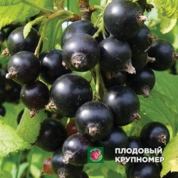 Смородина чорна "Софія"