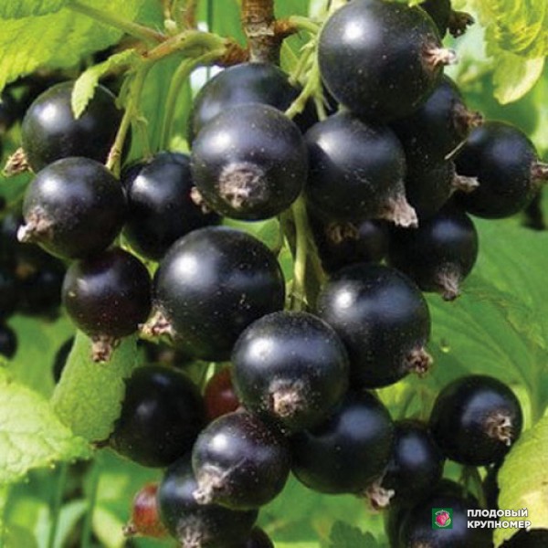 Саженцы Смородина чорна "Софія"