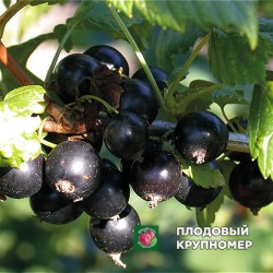 Смородина чорна "Сюїта Київська"