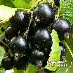 Смородина чорна "Торог"