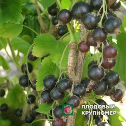 Смородина чорна "Українка"