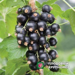 Смородина чорна "Черешнева"