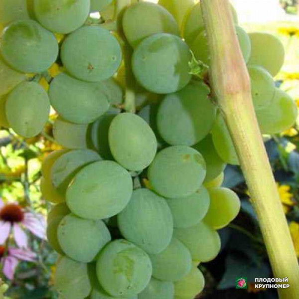 Саженцы Виноград "Ананасний" (білі сорти)