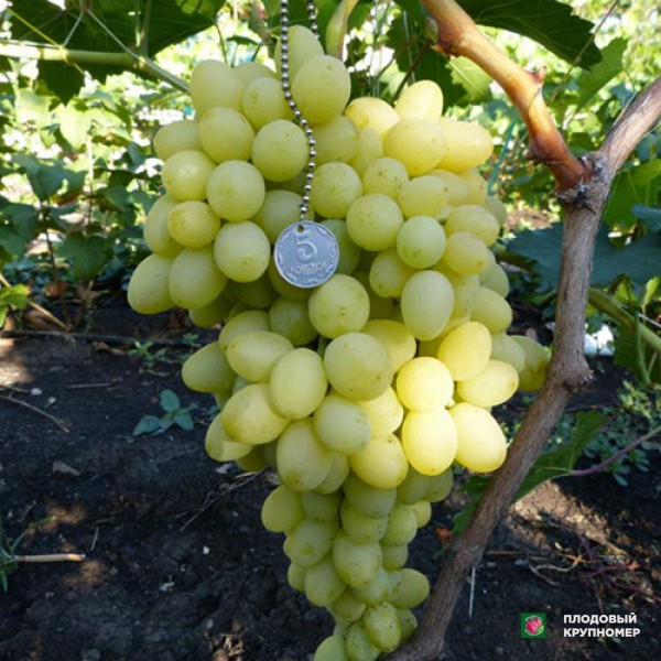Саженцы Виноград "Благовіст "(білі сорти)