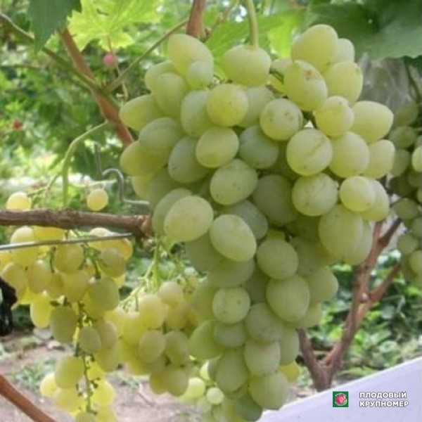 Саженцы Виноград " К-878 "(білі сорти)