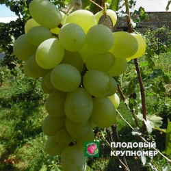 Виноград "Смарагд" (білі сорти)