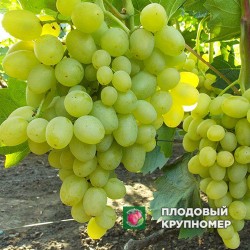 Виноград "Супер Екстра" (білі сорти)