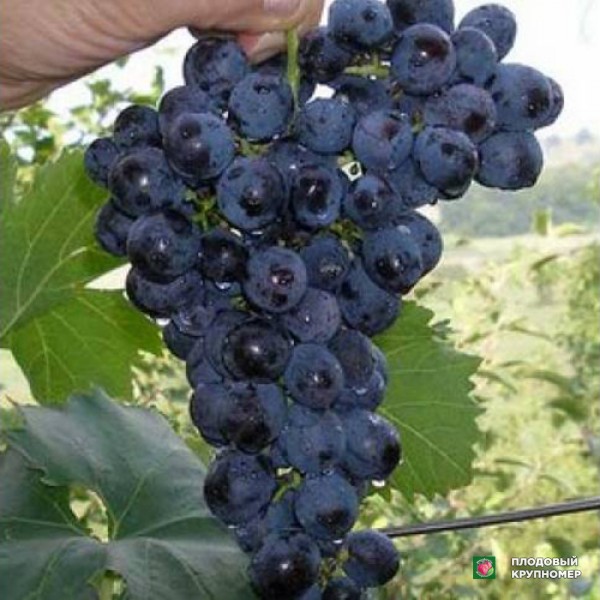 Саженцы Виноград "Муромець"