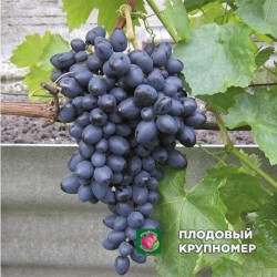 Виноград "Надія Азос"