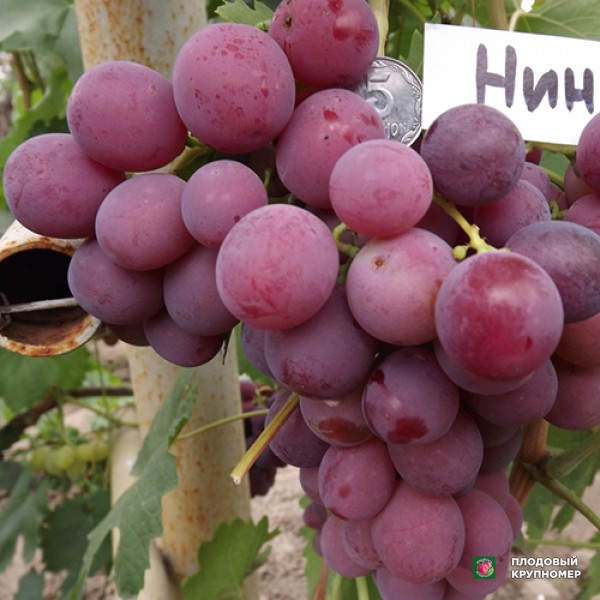 Саженцы Виноград "Ніна"