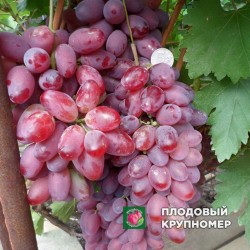 Виноград "Олег"