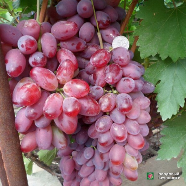 Саженцы Виноград "Олег"