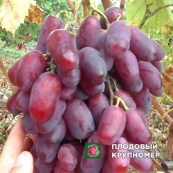 Виноград "Ризамат"