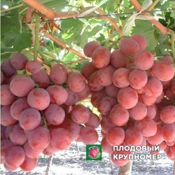 Виноград "Ред Глоб"