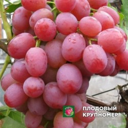 Виноград "Рубі Нокіями"