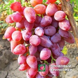 Виноград "Румба"