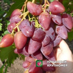 Виноград "Рус Бол"