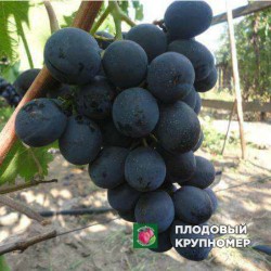 Виноград "Руслан"