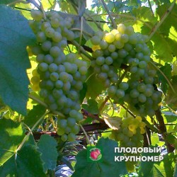 Виноград "Сенека"