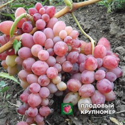 Виноград "Софія"