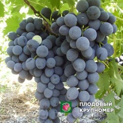 Виноград "Сфінкс"