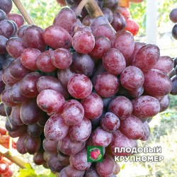 Виноград "Шоколадний"