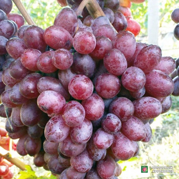 Саженцы Виноград "Шоколадний"