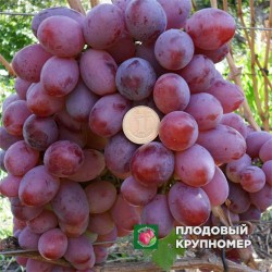 Виноград "Юліан"