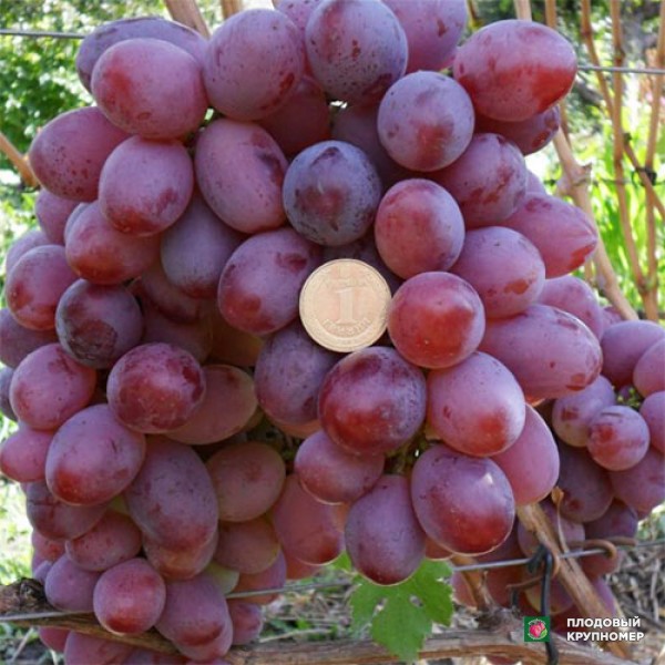 Саженцы Виноград "Юліан"