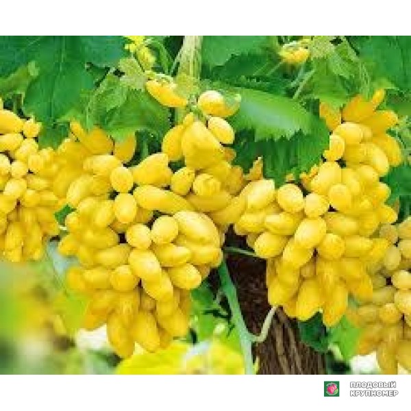 Саженцы Виноград " апірене бьянка"