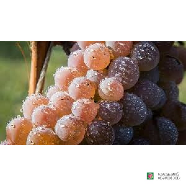 Саженцы Виноград " аргентіна"