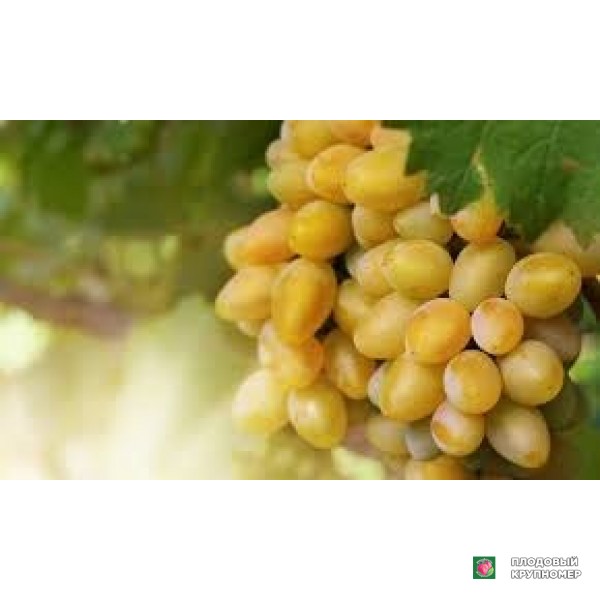 Саженцы Виноград " аркадія"