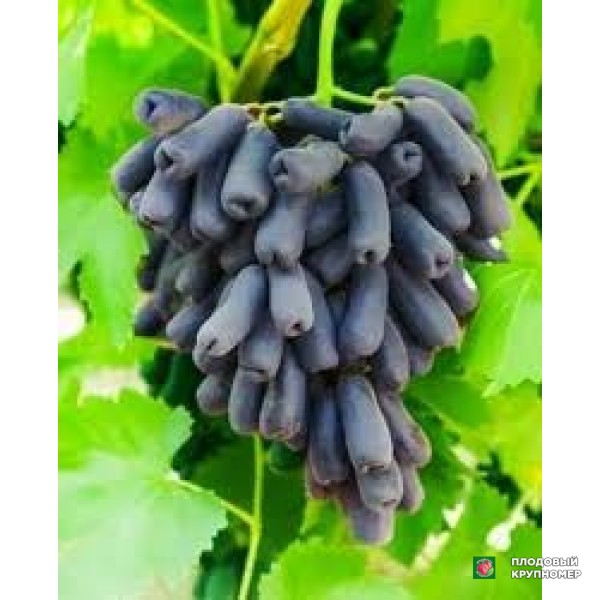 Саженцы Виноград " аватар"