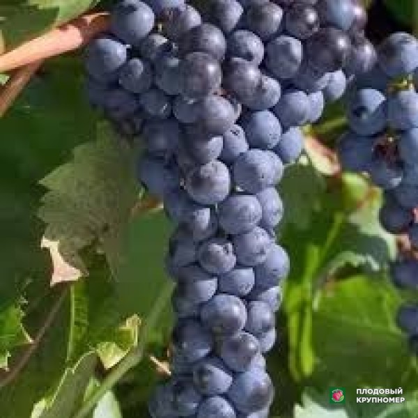 Саженцы Виноград " буфало"