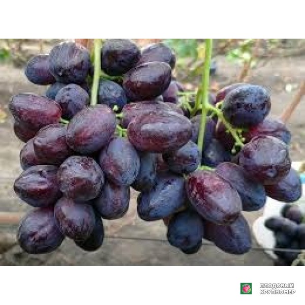 Саженцы Виноград " кардінал"