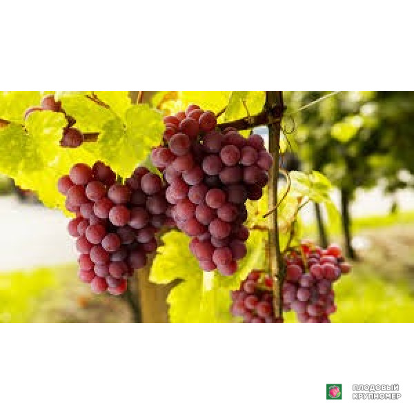 Саженцы Виноград "кррімсонсідле"