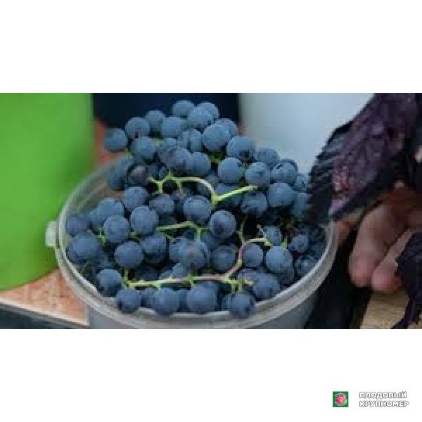 Саженцы Виноград " ізабелла нера"