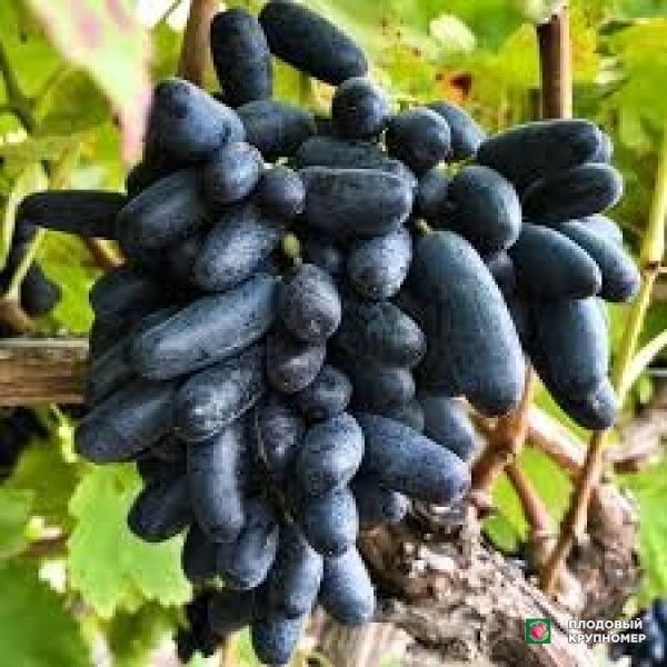 Саженцы Виноград " киш м2"