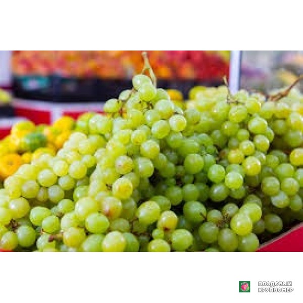 Саженцы Виноград " матільда"