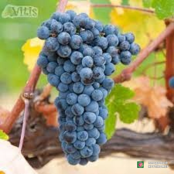 Саженцы Виноград " мерлло"