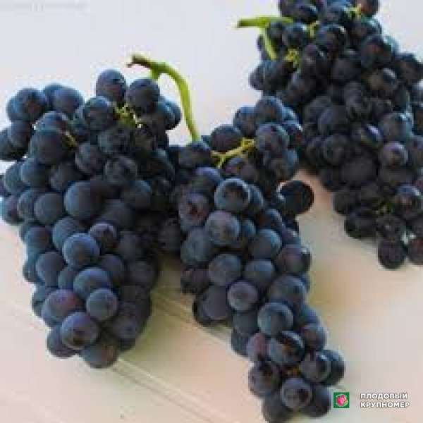 Саженцы Виноград "мішель пальєрі"