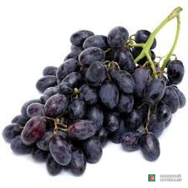 Саженцы Виноград " молдова"