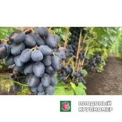 Виноград "москато дадда"