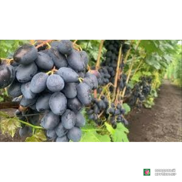 Саженцы Виноград "москато дадда"