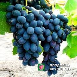 Виноград "москато дамбург"