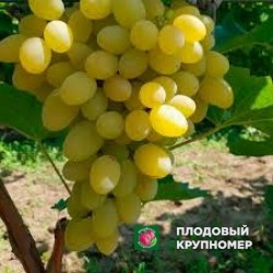 Виноград "москато джиало"