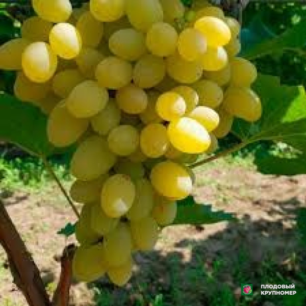 Саженцы Виноград "москато джиало"