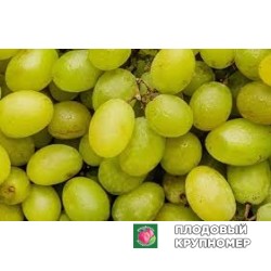 Виноград "пізутелло бьянко"