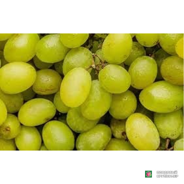 Саженцы Виноград "пізутелло бьянко"